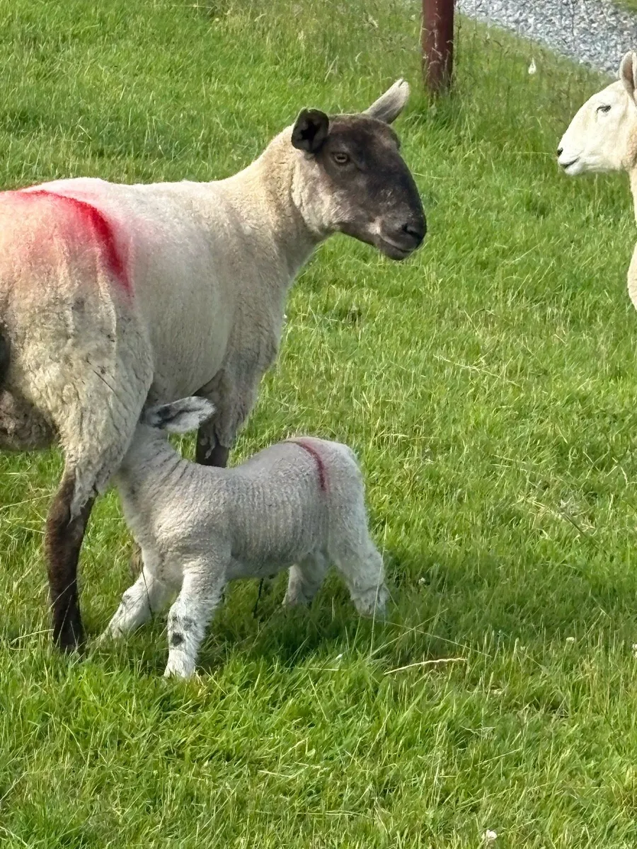 8 Hogets and lambs - Image 4