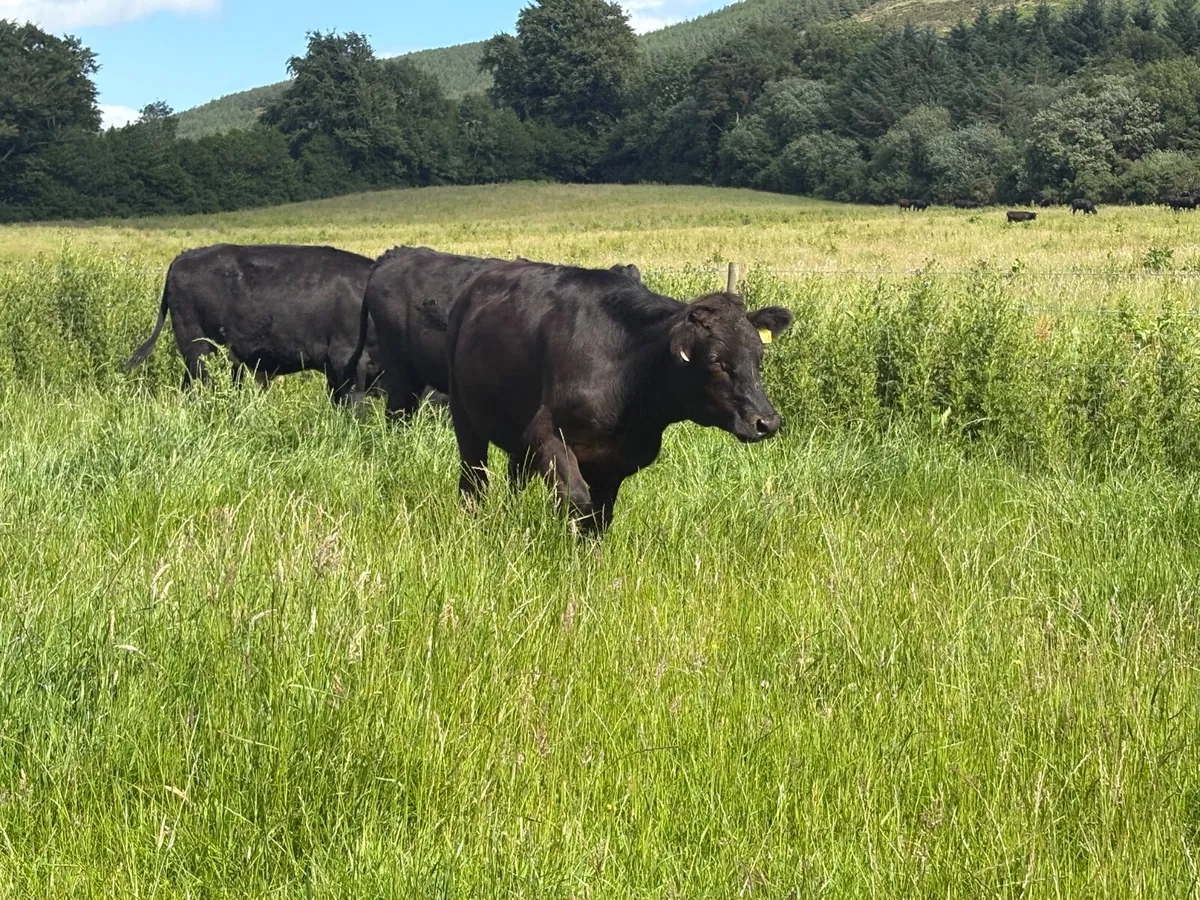 9 Continental bullocks (spring 2024) - Image 3