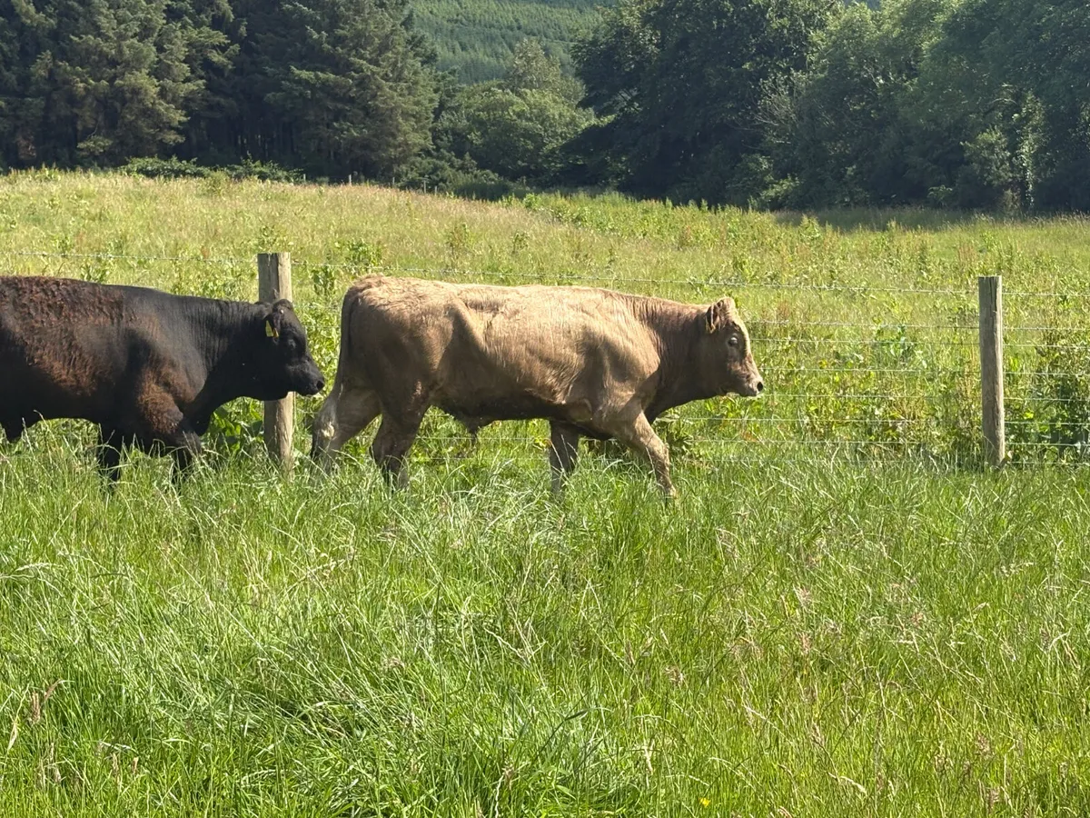 9 Continental bullocks (spring 2024) - Image 4