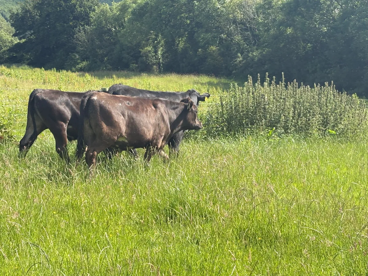 9 Continental bullocks (spring 2024) - Image 2