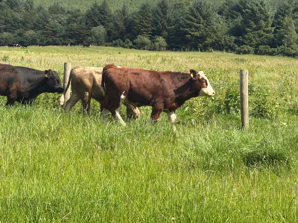 9 Continental bullocks (spring 2024) - Image 1
