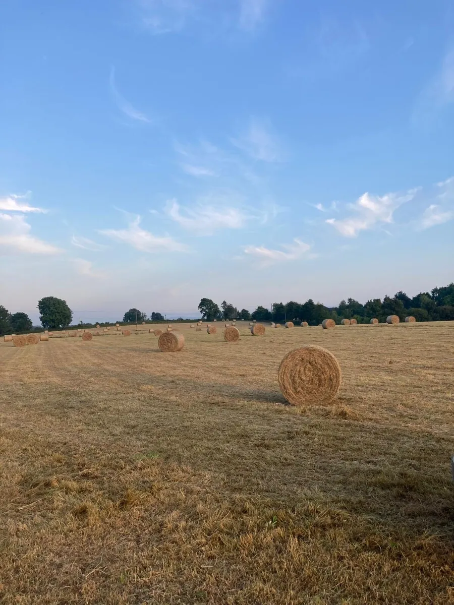 Hay - Image 1
