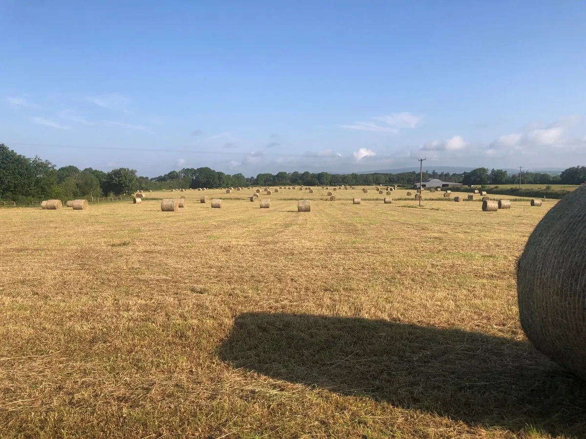 Hay - Image 2
