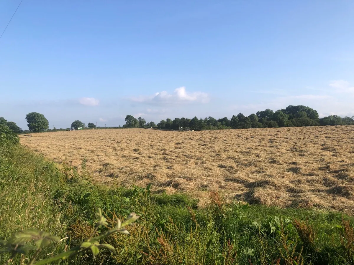 Hay - Image 3