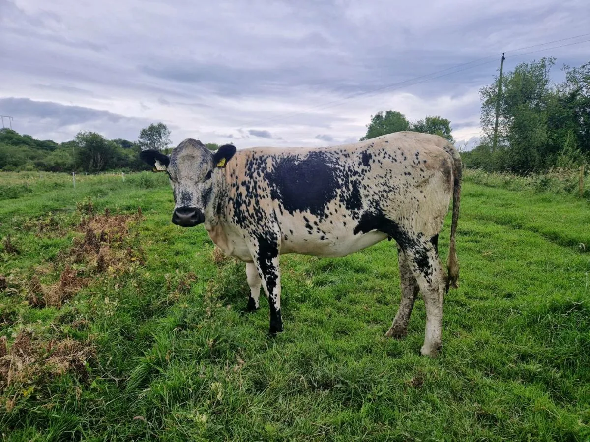 Breeding heifer - Image 2
