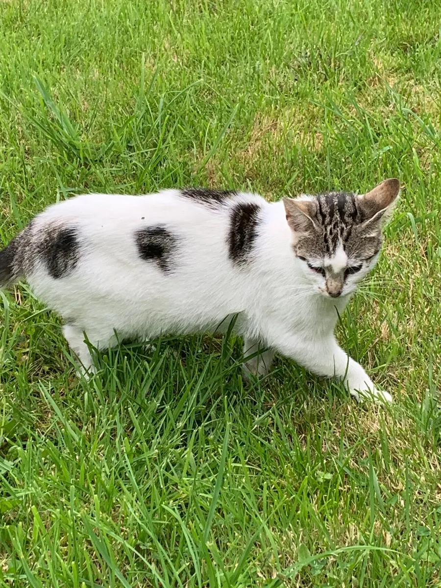 Cat - Image 3