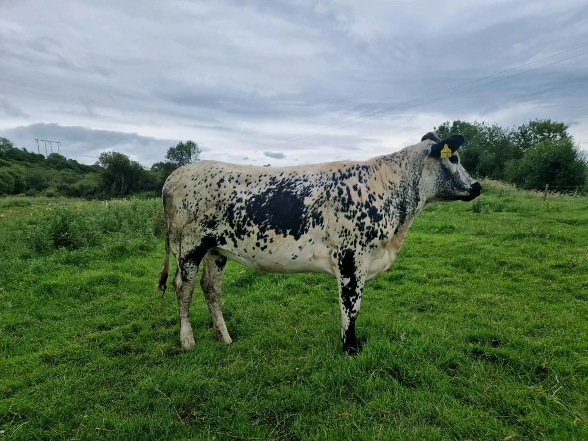 Breeding heifer - Image 1