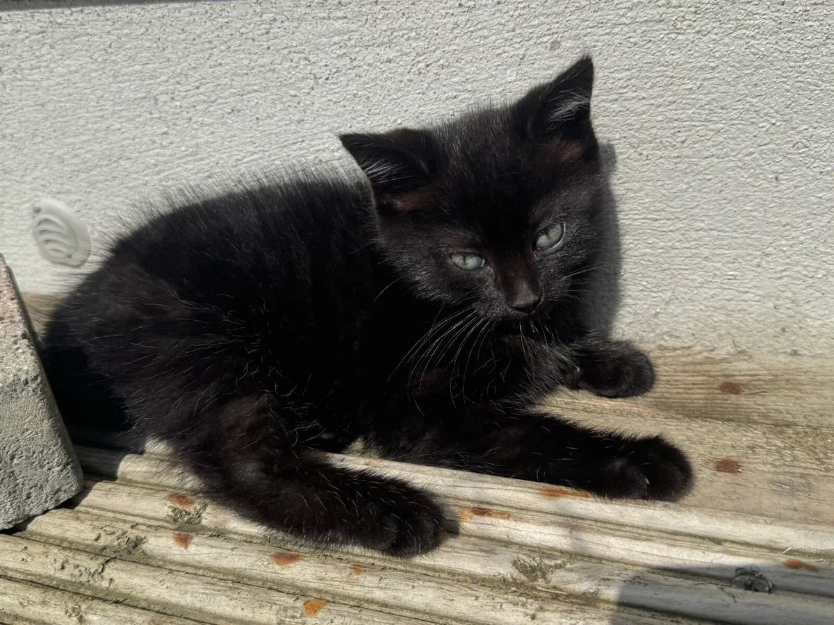 Tabby x Longhair kittens - Image 3