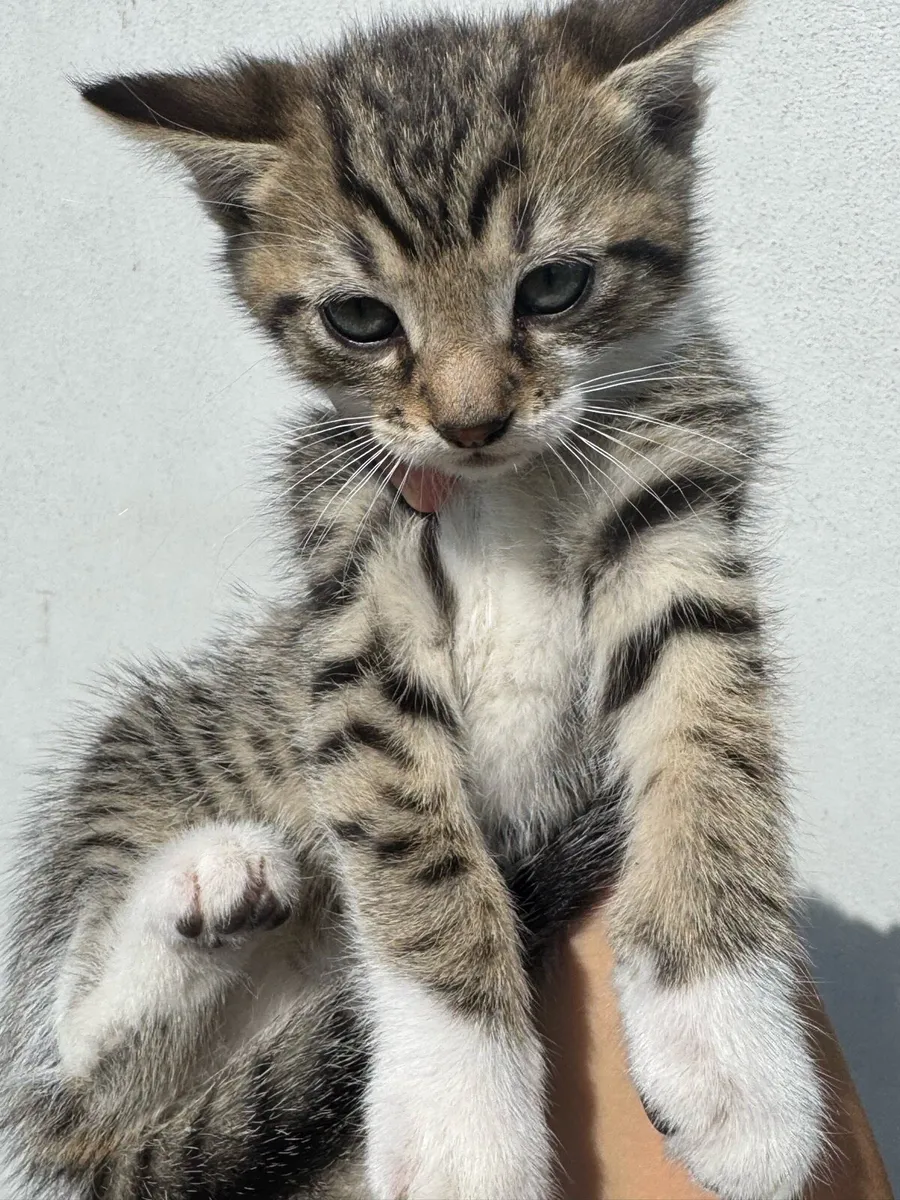 Tabby x Longhair kittens - Image 4