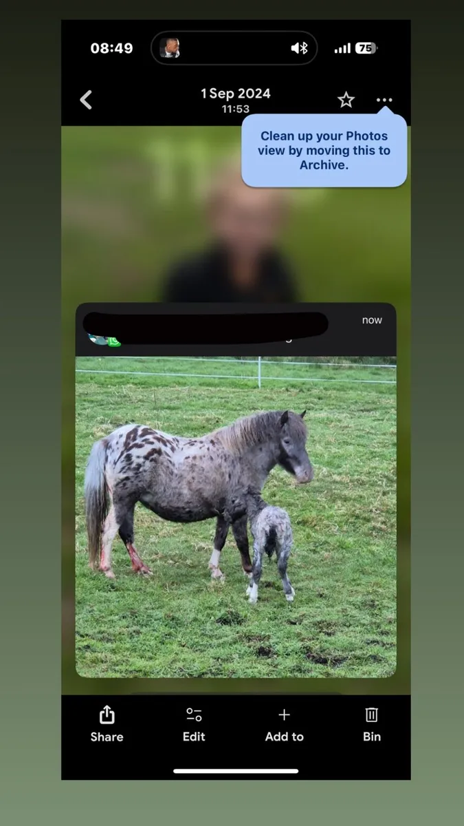 Miniature colt - Image 4