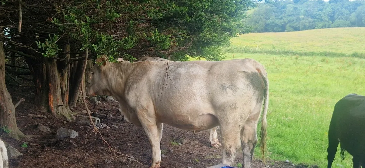 PB Charolais Cow First Calfer - Image 2