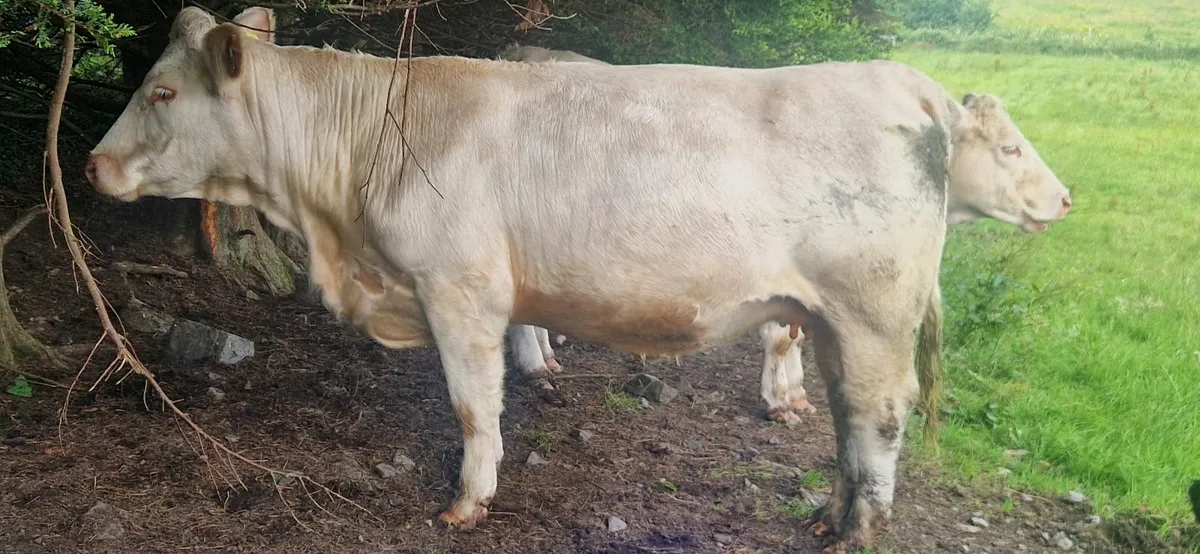 PB Charolais Cow First Calfer - Image 3