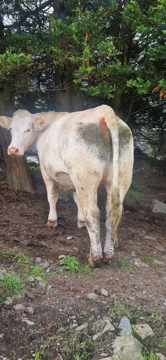 PB Charolais Cow First Calfer - Image 4