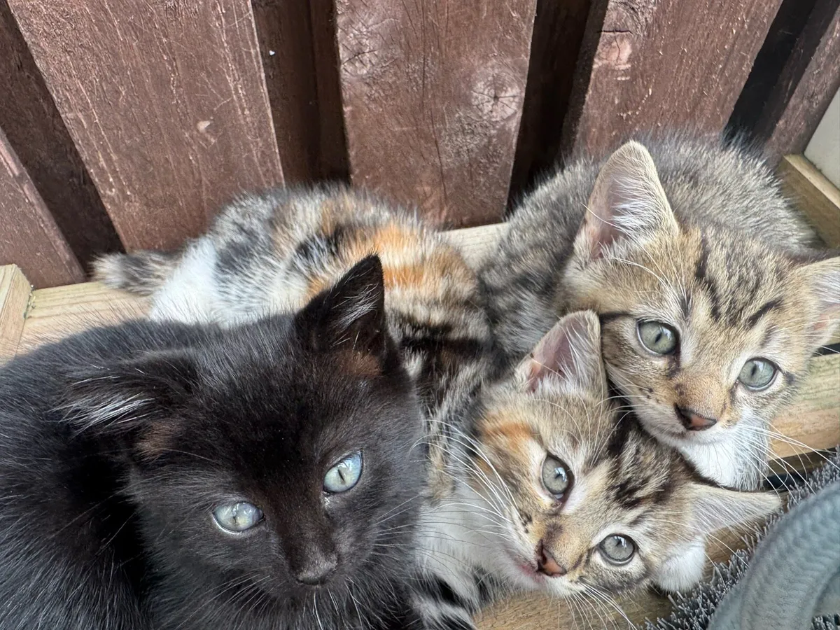 Tabby x Longhair kittens - Image 1