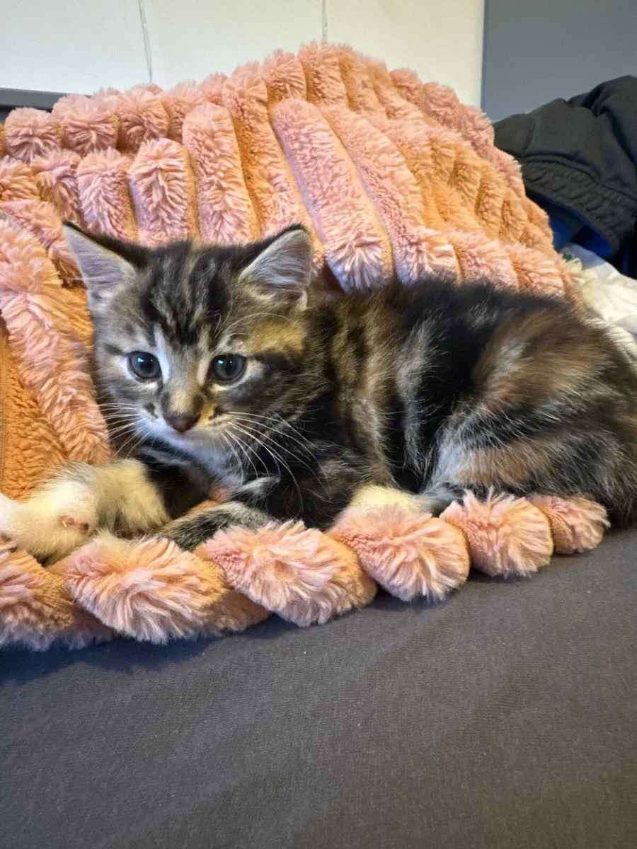 Tabby x Longhair kittens - Image 2