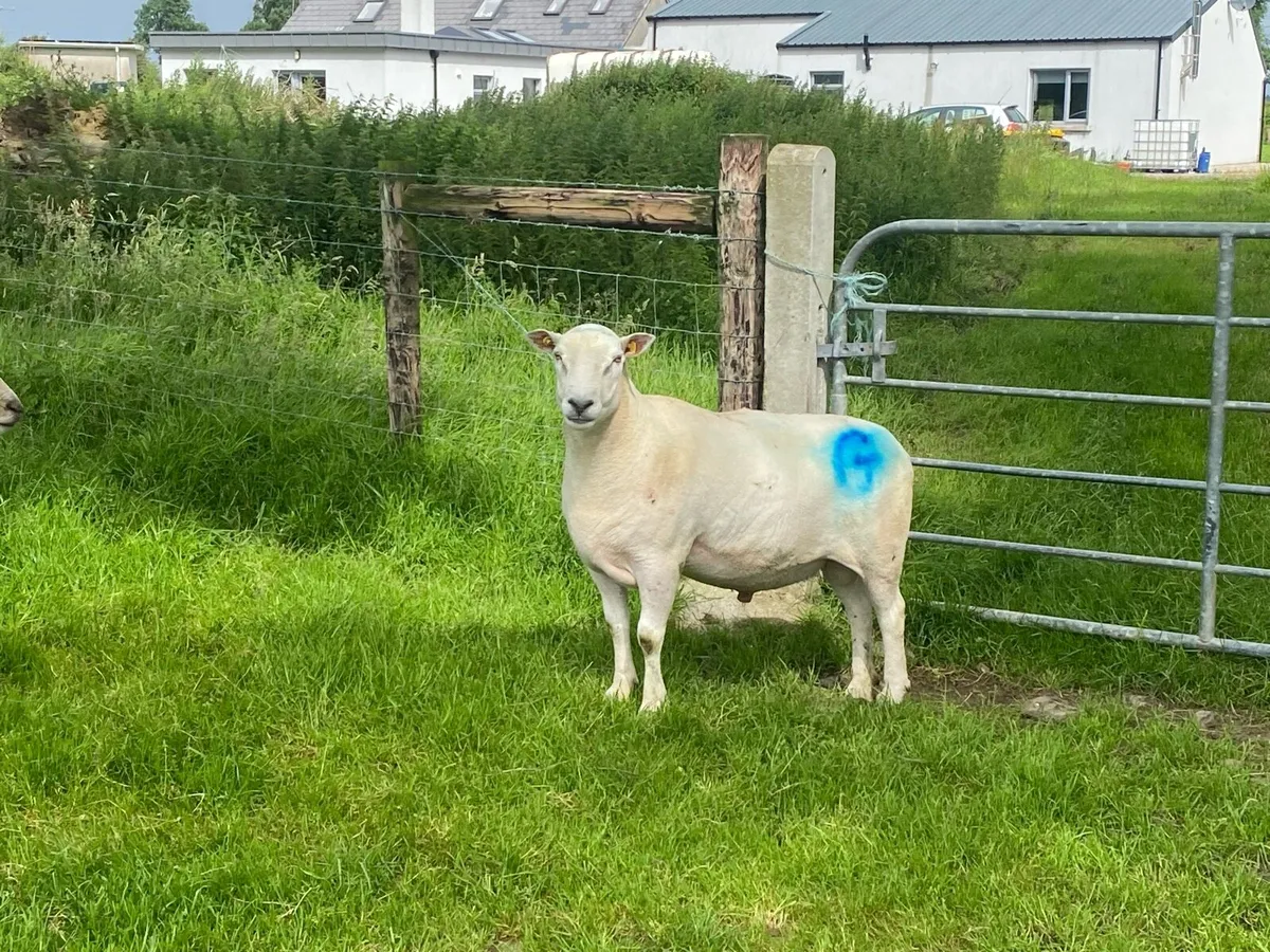 Belclare ram purebred - Image 1
