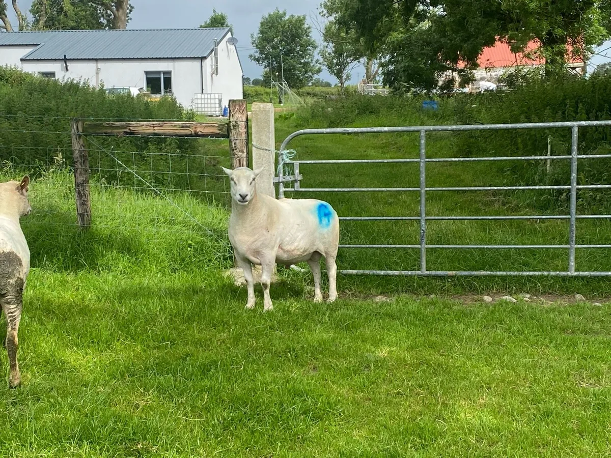 Belclare ram purebred - Image 2