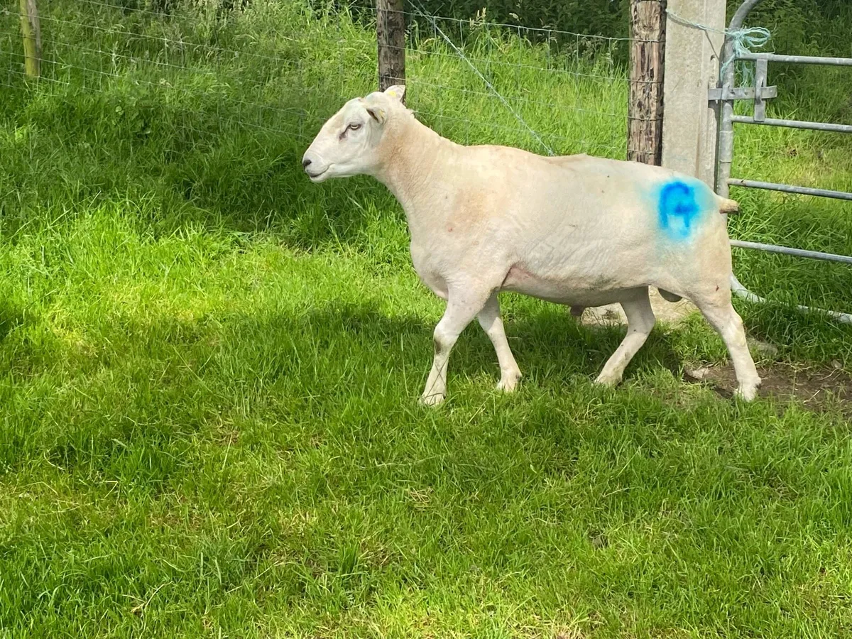 Belclare ram purebred - Image 3