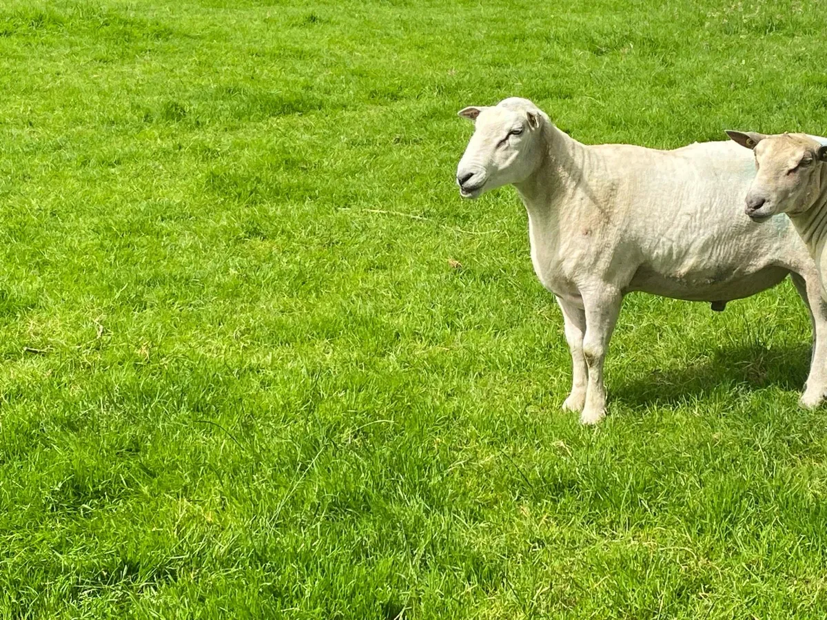 Belclare ram purebred - Image 4