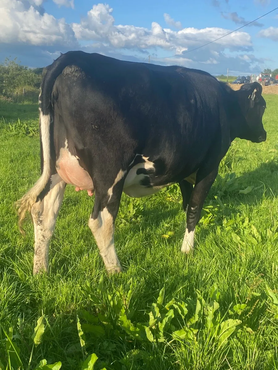 Incalf Heifers - Image 1