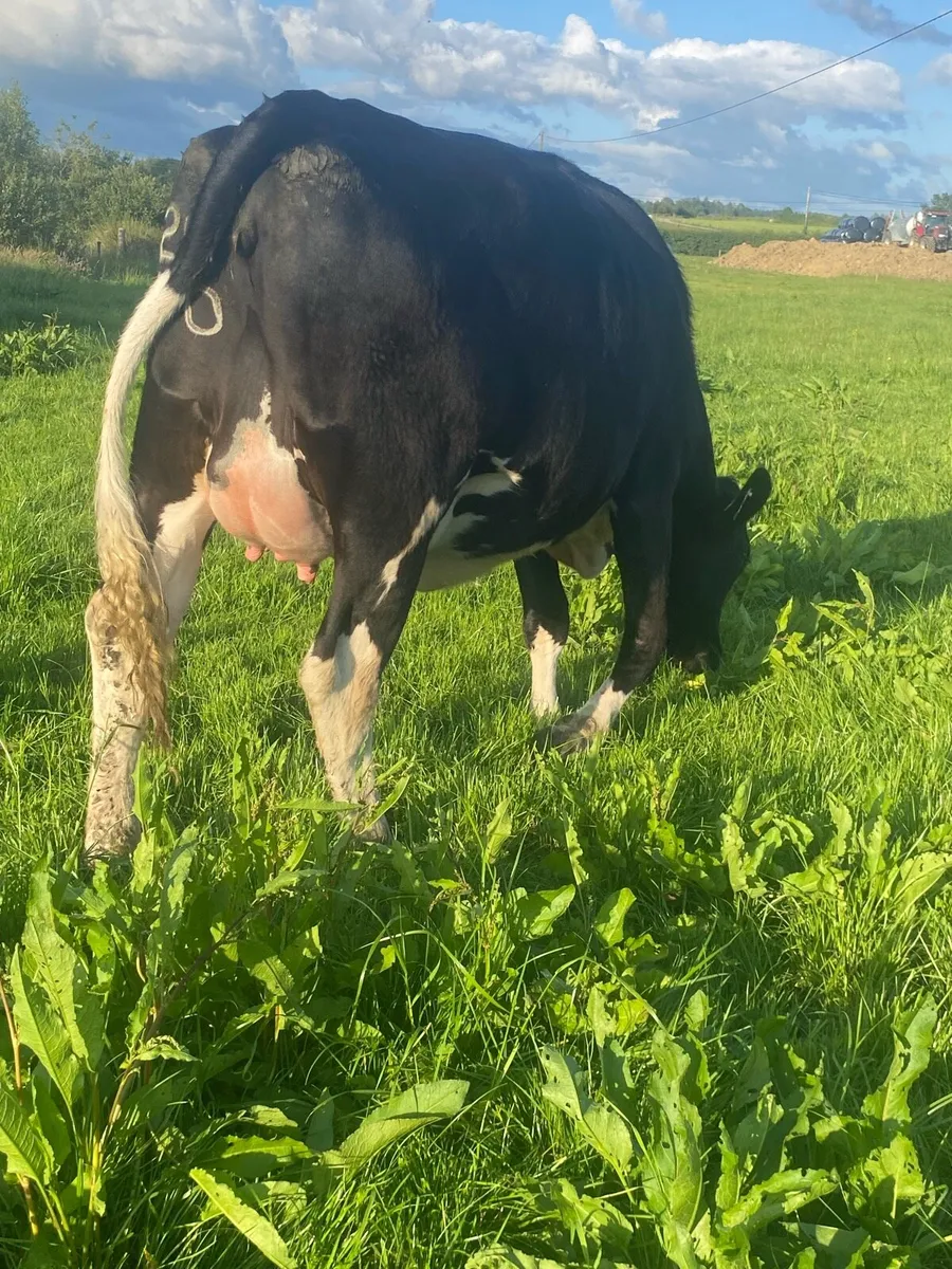 Incalf Heifers - Image 2