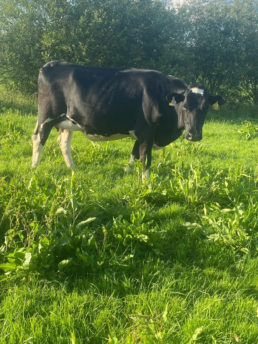 Incalf Heifers - Image 3