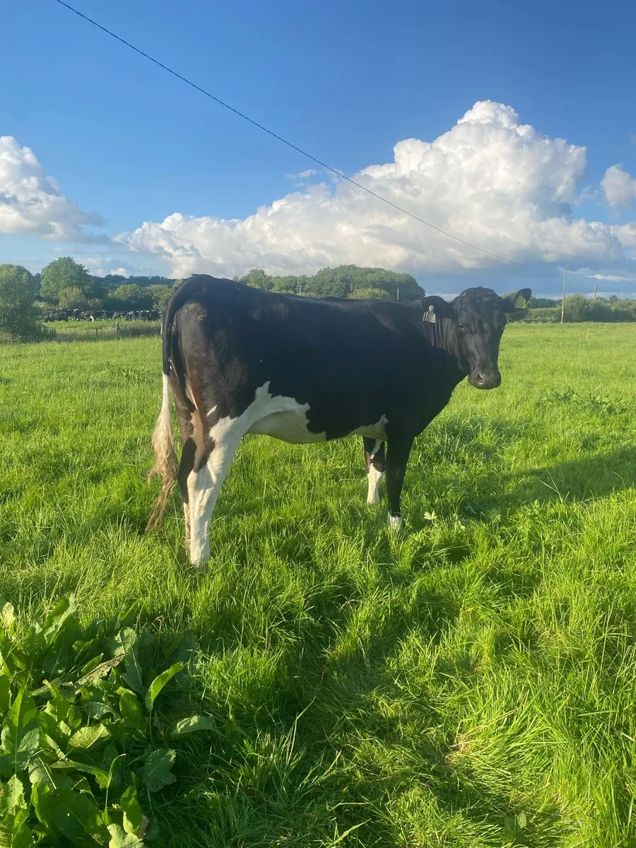 Incalf Heifers - Image 4