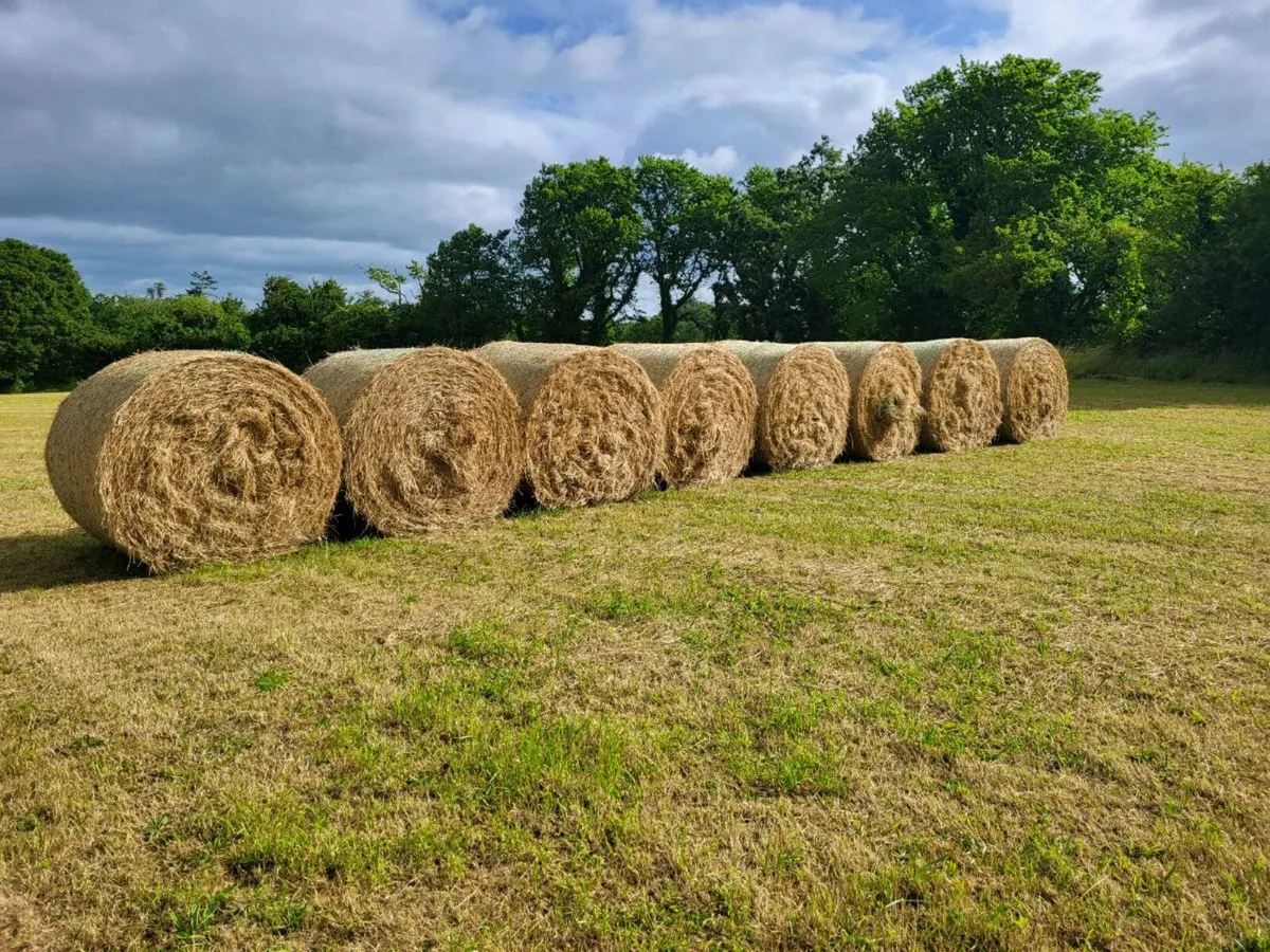 Hay 53 bales - Image 2