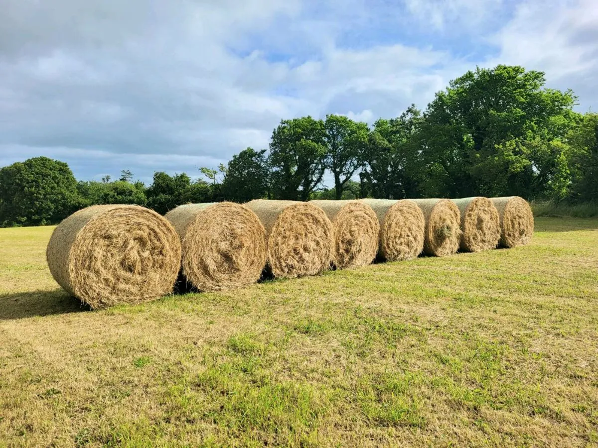 Hay 53 bales - Image 3