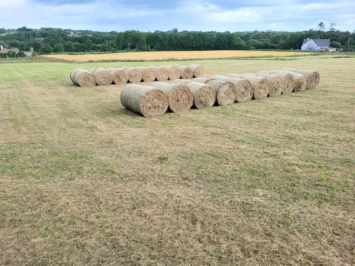 Hay 53 bales - Image 1