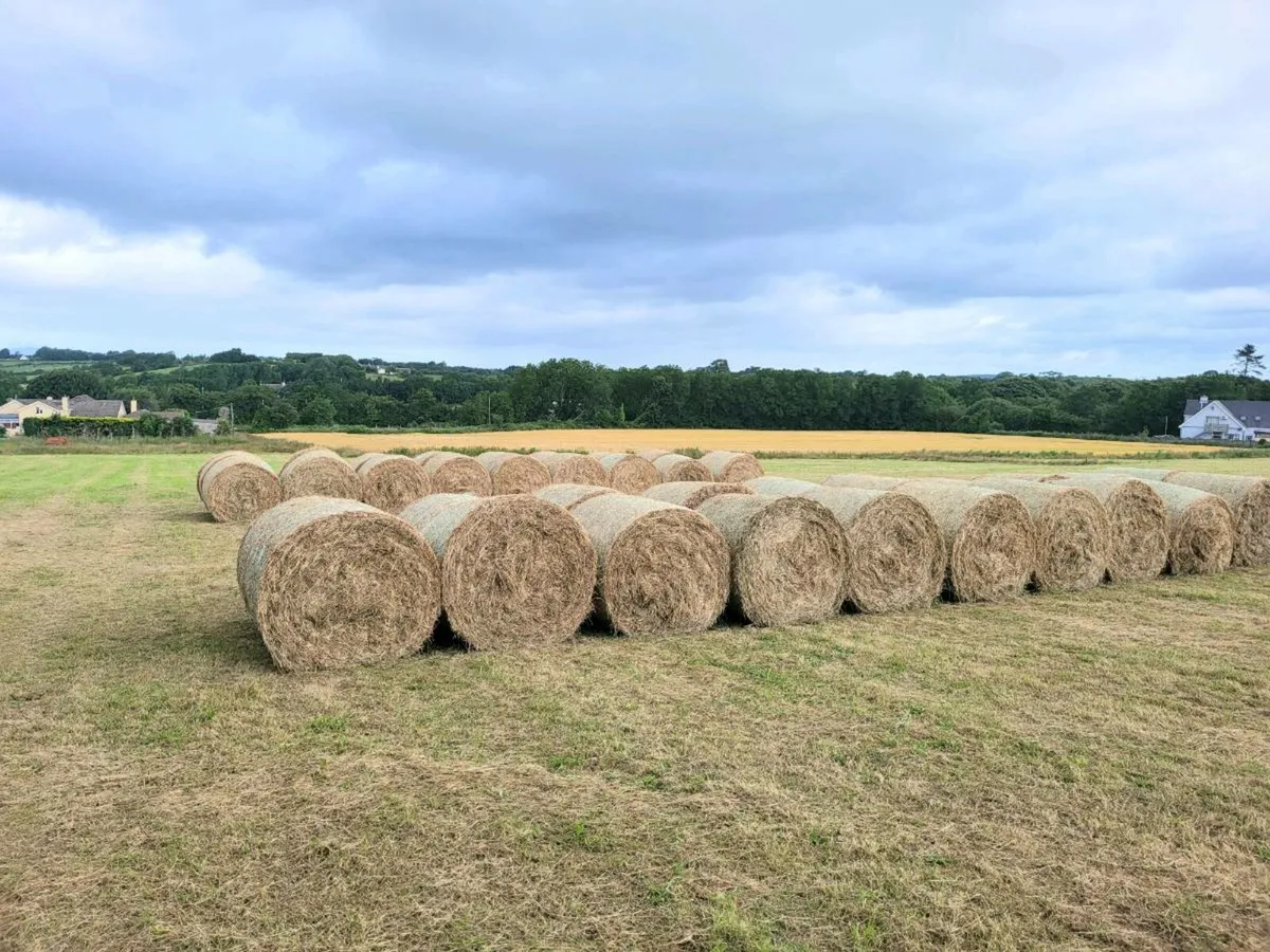 Hay 53 bales - Image 4