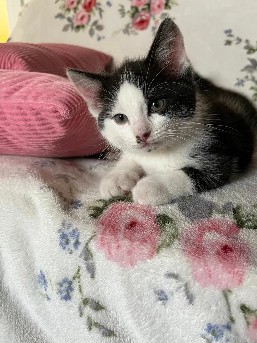 Kittens - Image 1