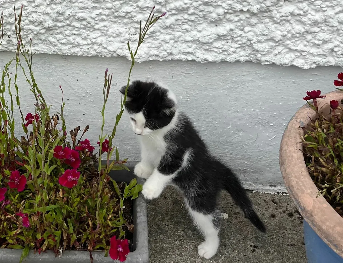 Kittens - Image 2