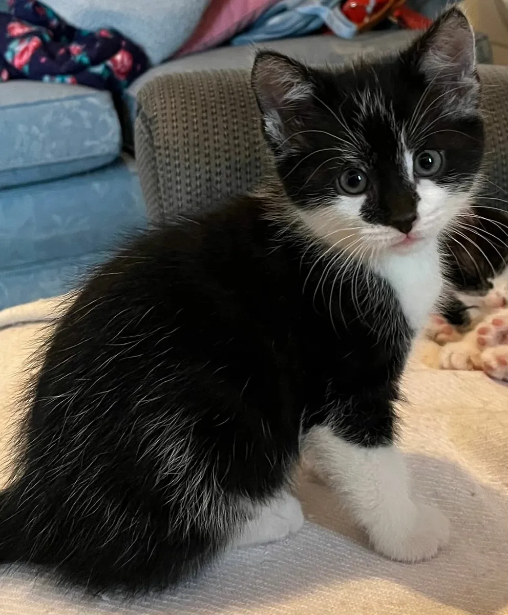 Kittens - Image 3