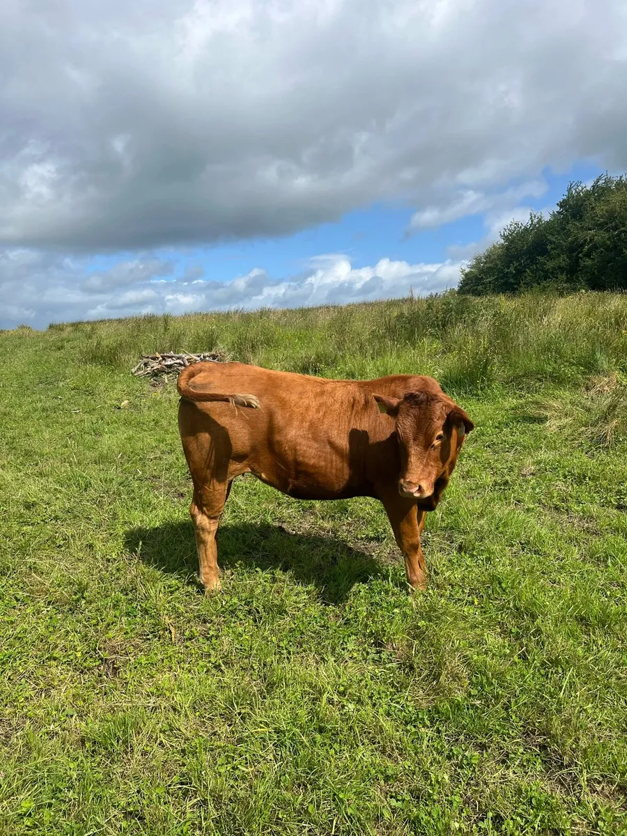4 super heifers - Image 4