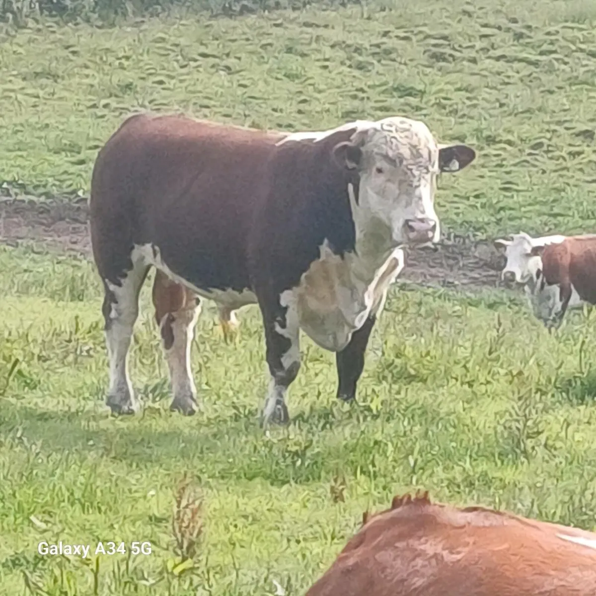 Pedigree angus and Herford bulls - Image 3