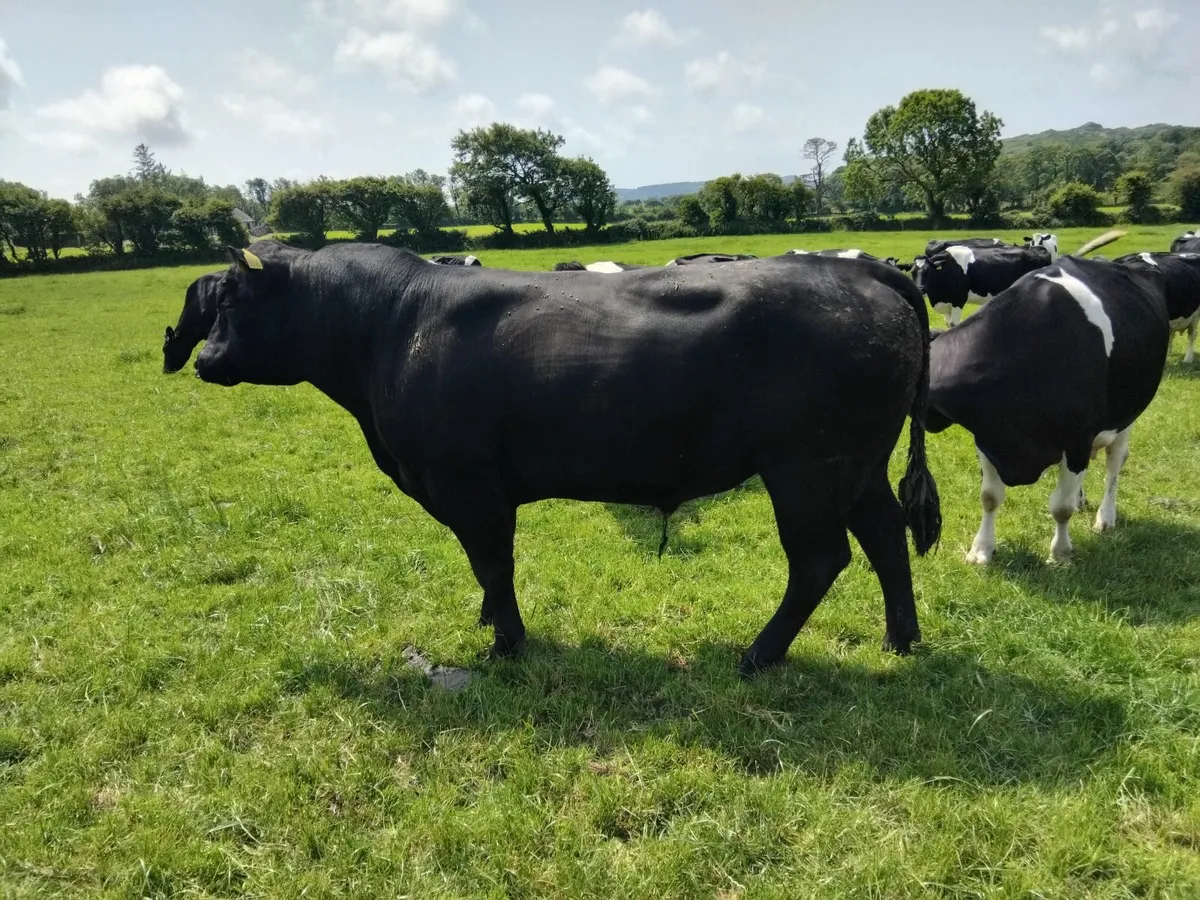 Angus bull - Image 2