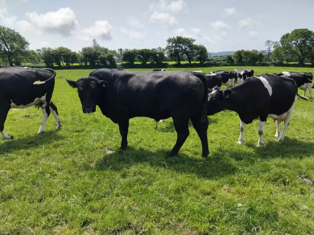Angus bull - Image 3