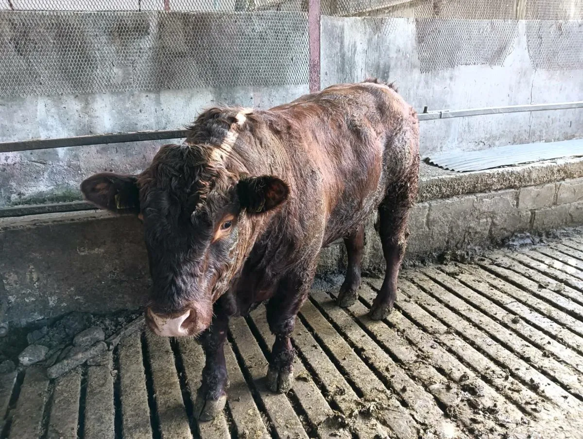 Saler bull - Image 1