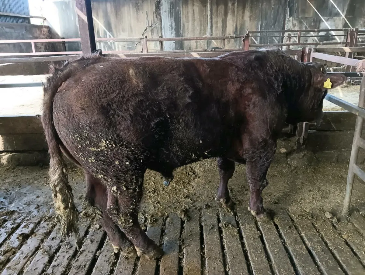 Saler bull - Image 2