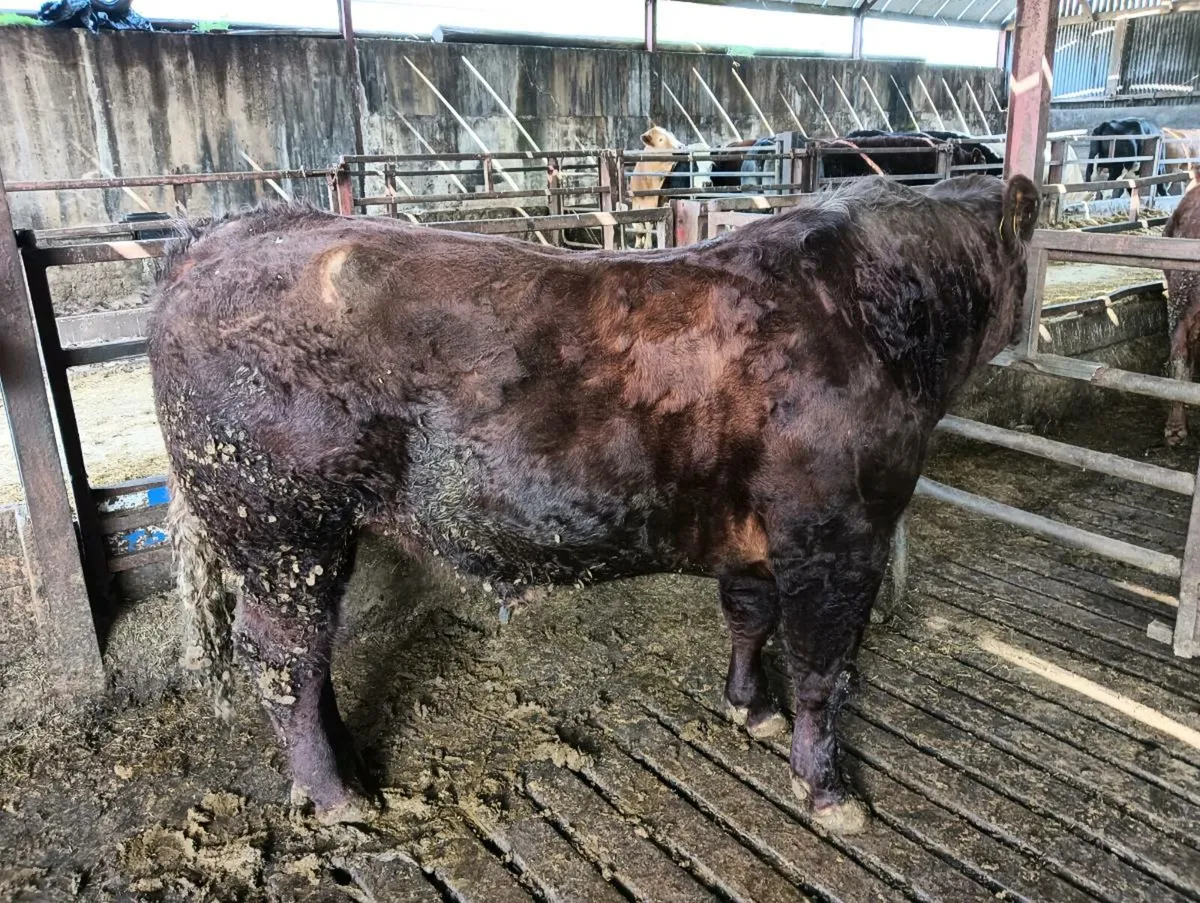 Saler bull - Image 3