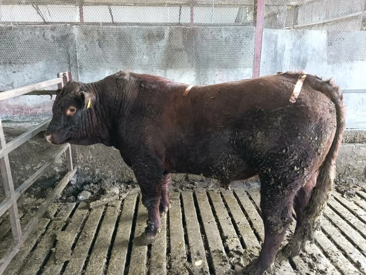 Saler bull - Image 4