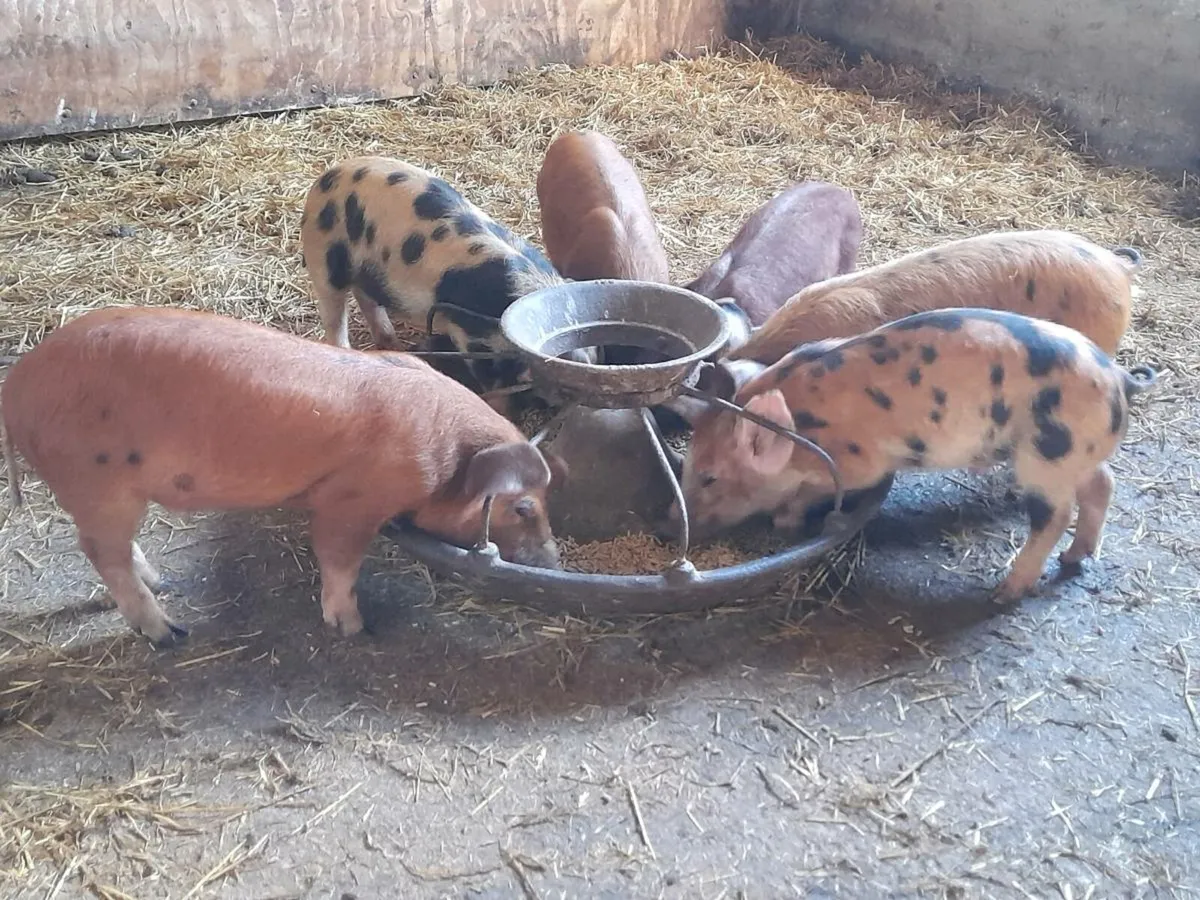 Duroc weanner pigs