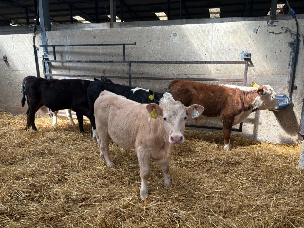 23 reared Contintenal bull calves - Image 2