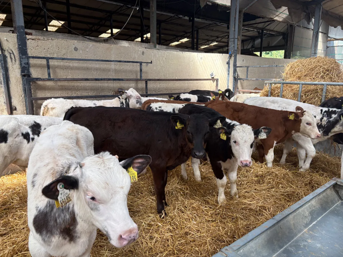 23 reared Contintenal bull calves - Image 4