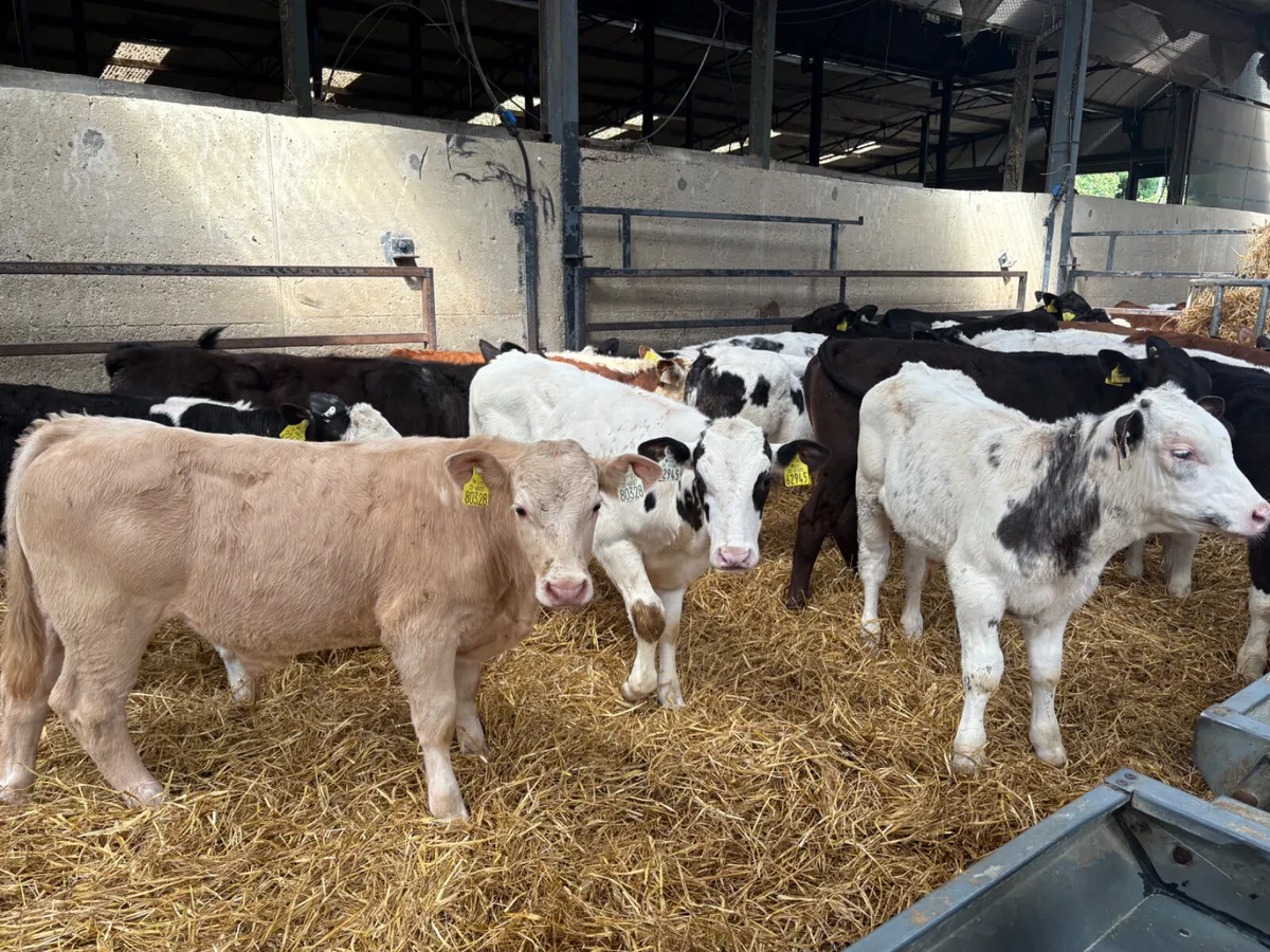 23 reared Contintenal bull calves - Image 1