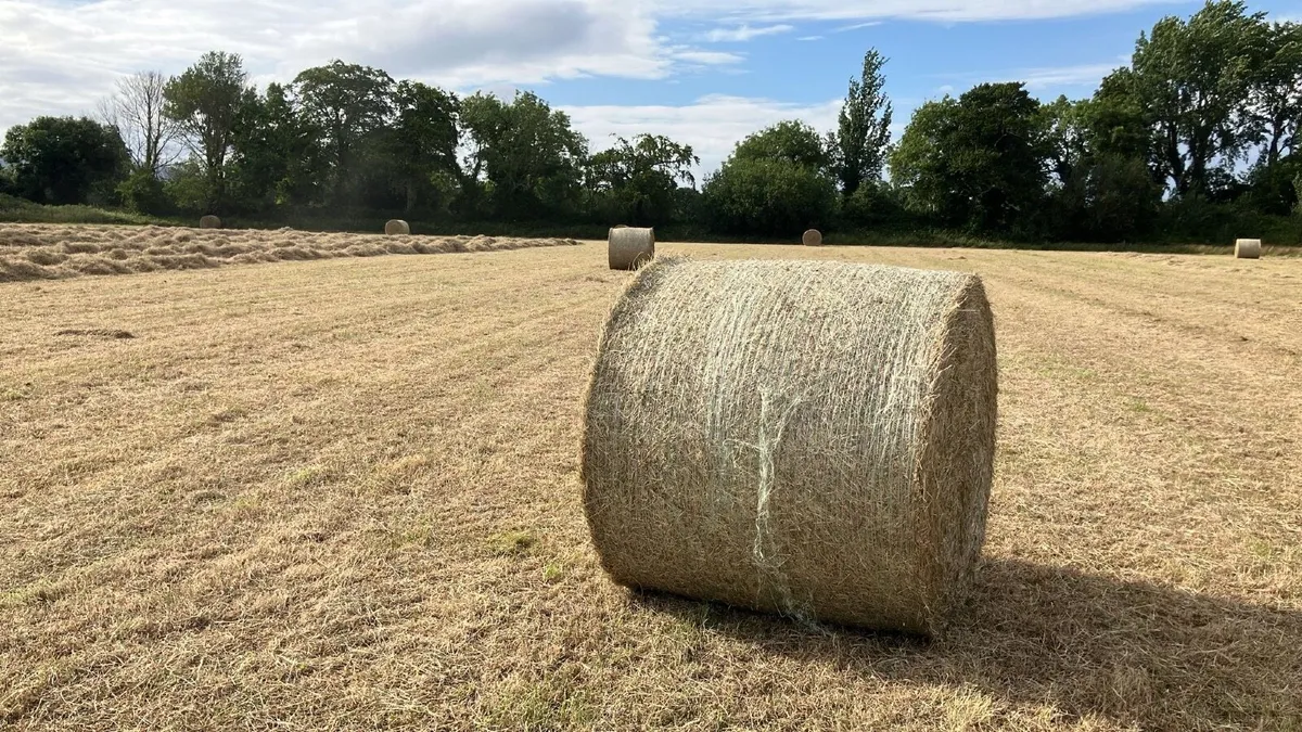 Hay - Image 2