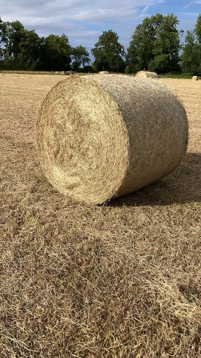 Hay - Image 1