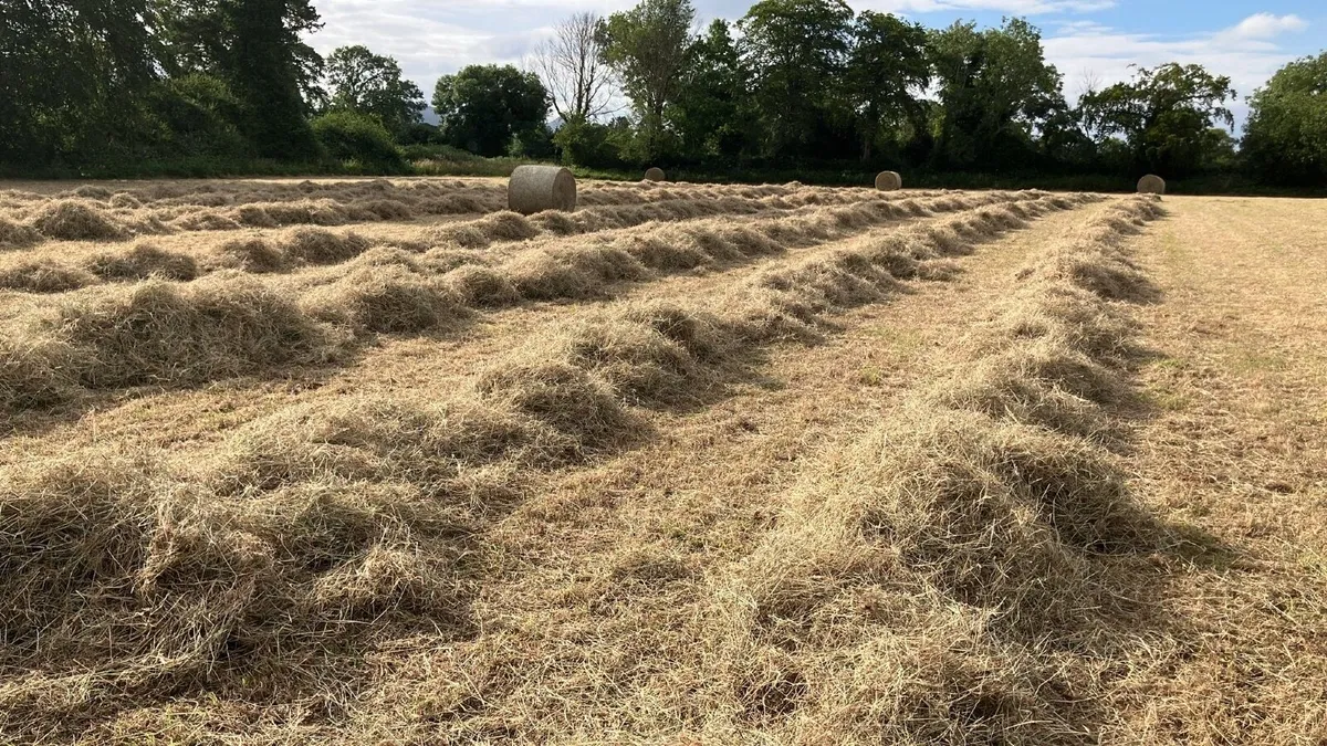 Hay - Image 3