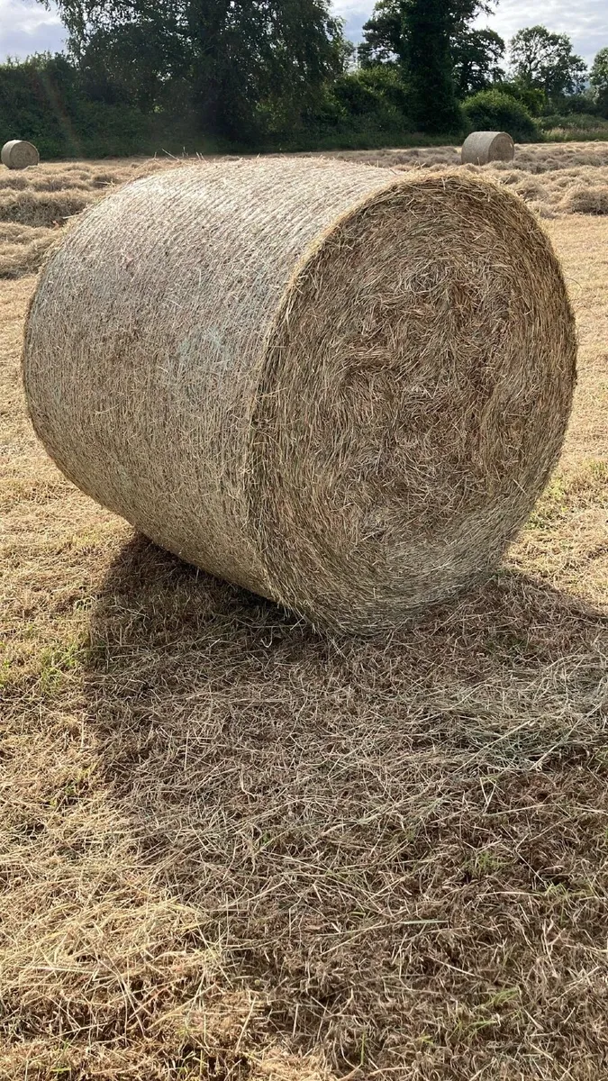 Hay - Image 4